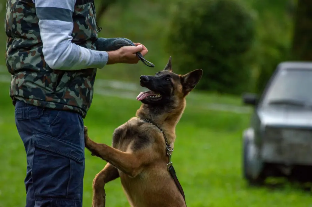 Protection training session showing controlled bitework and release