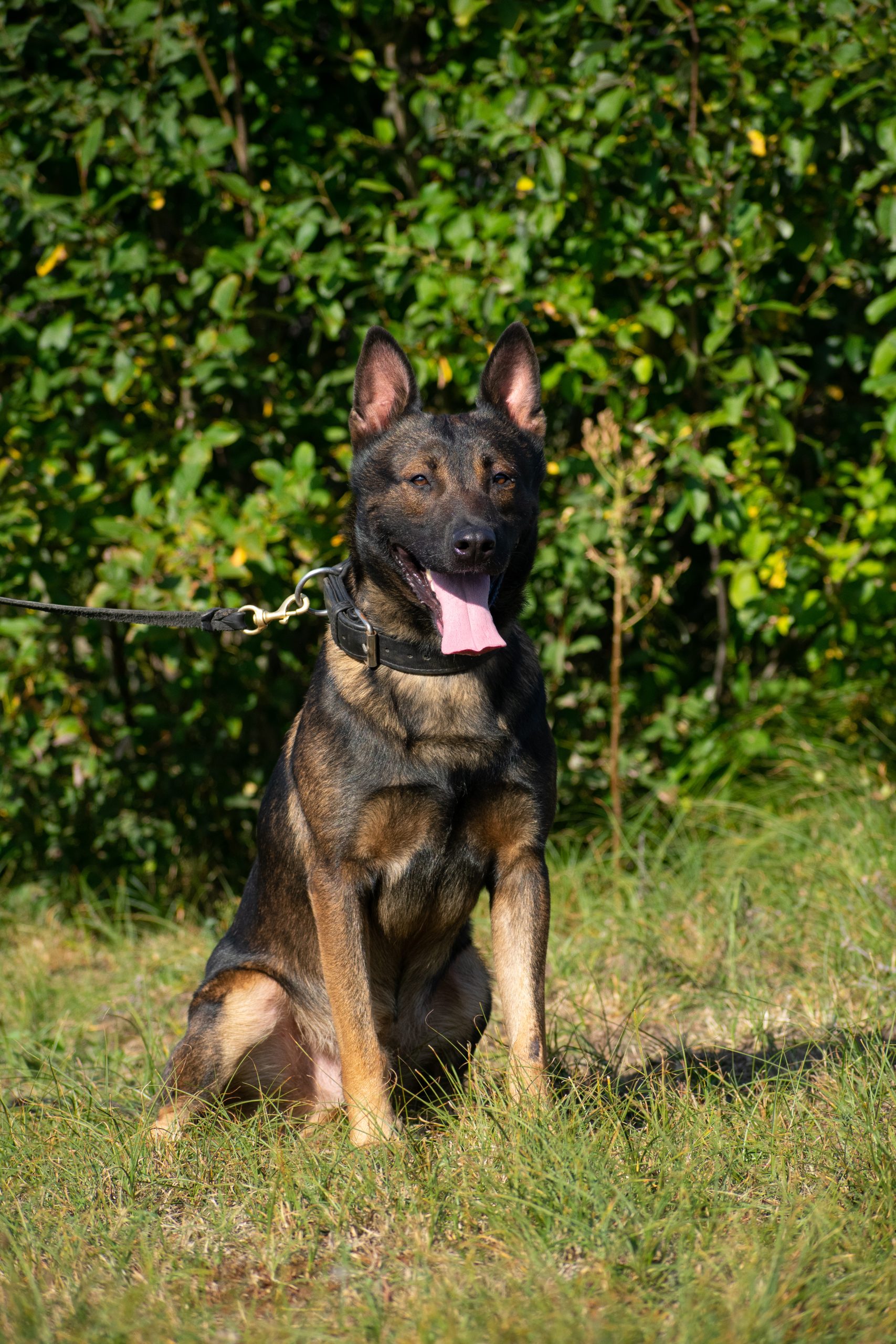 Female German Shepherd in controlled obedience training posture